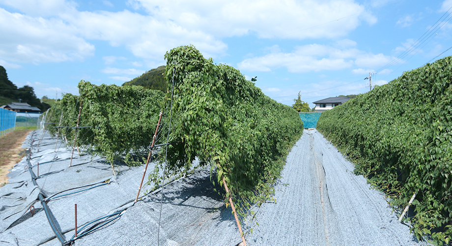 自然薯の畑イメージ